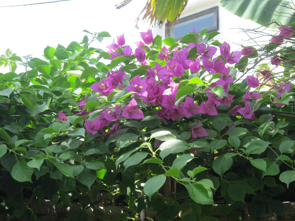 Local Beach Homestay Hoi An Exterior foto
